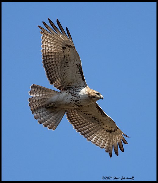 _B213624 red-tailed hawk.jpg